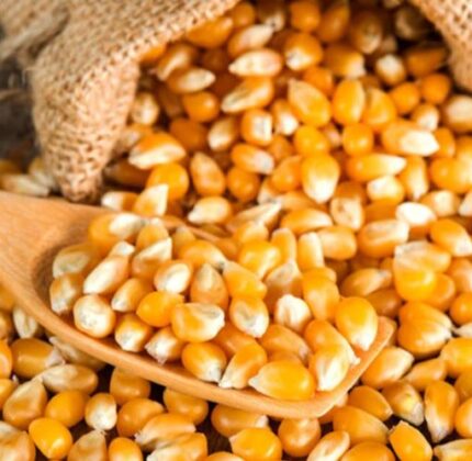 மக்கா சோளம் (Maize)