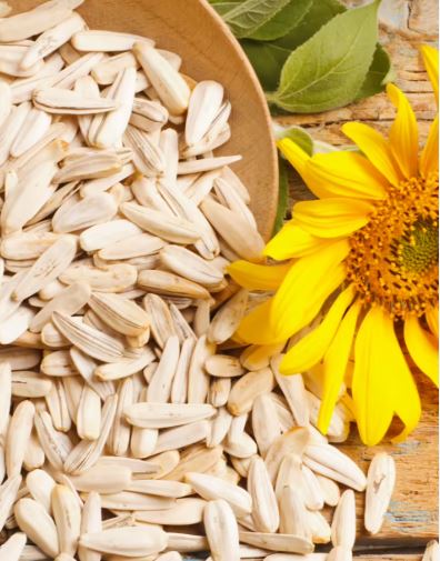 Sunflower Seeds / சூரியகாந்தி விதைகள்